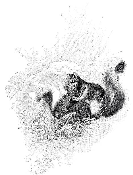 Illustration from 19th century.