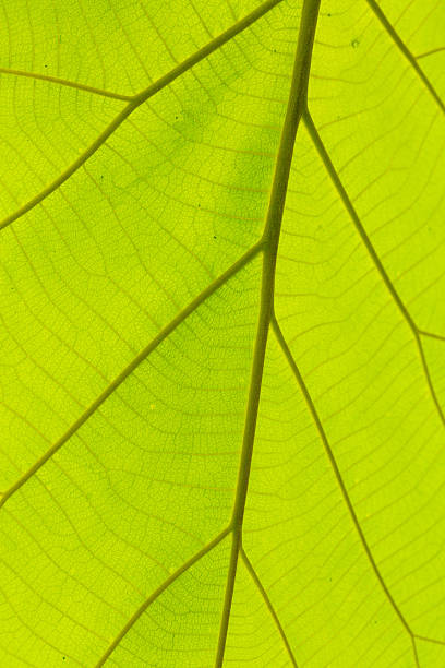 Green macro leaves,Seamless  green leaves background
