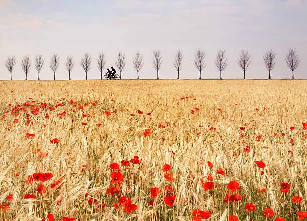 France, Provence, field of poppies and a couple riding bicycles.