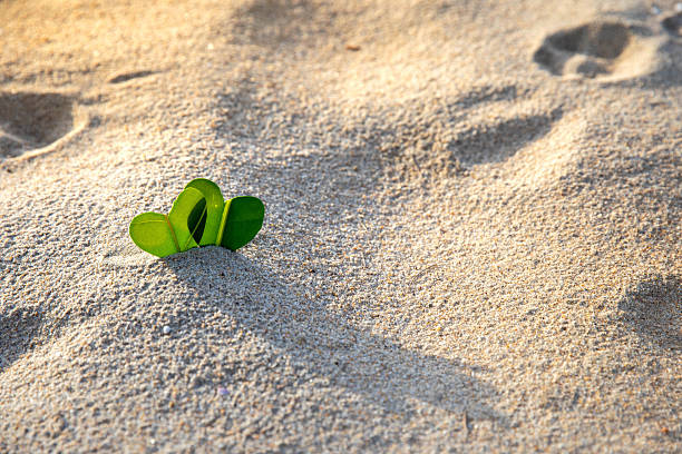 Two heart-shaped leaves on a sandy beach, illuminated by golden sunlight, with a serene backdrop, ideal for love, nature, and beach themes.