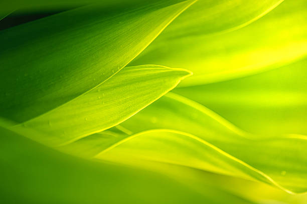 istock Natural green leaves plants using as spring background cover page greenery environment ecology lime green wallpaper 2215427530