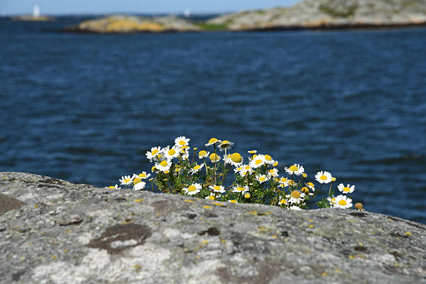 Granit rock close-up with little flowers near Gothenburg City in Sweden. Captured during summer season.