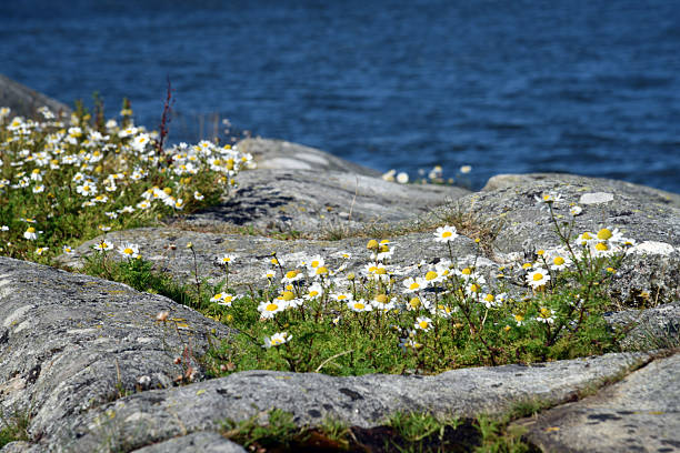 Granit rock close-up with little flowers near Gothenburg City in Sweden. Captured during summer season.