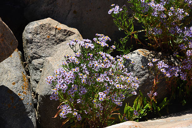 istock Granite rock with little flowers 2215428785