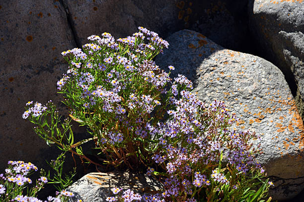 istock Granite rock with little flowers 2215428810