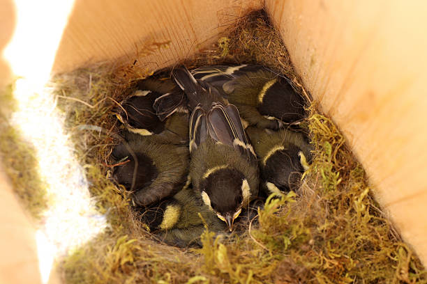 Hatched tit chicks in a bird house nest.