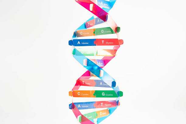 istock DNA molecule spiral structure model isolated on white background, chromosome and gene chemical science biology. 2215430020