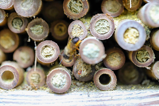 Wooden insect house with natural materials, promoting biodiversity. Perfect for gardening, sustainability, and eco-design projects