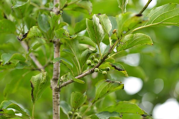istock Korean Medicinal Tree Rhamnus Leaves and Bark Close-Up 2215435281
