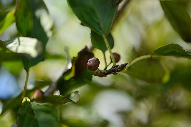 istock Korean Medicinal Tree Rhamnus Leaves and Bark Close-Up 2215435306