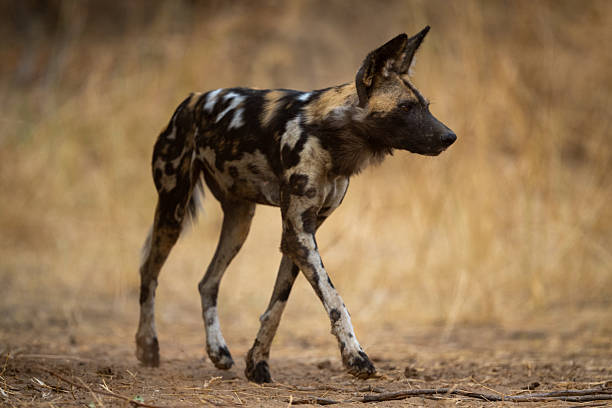 istock African wild dog walks across sandy ground 2215435371