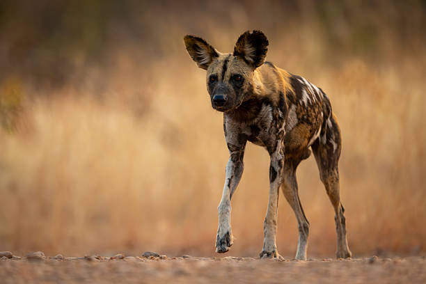 istock African wild dog walks on sandy riverbank 2215435380