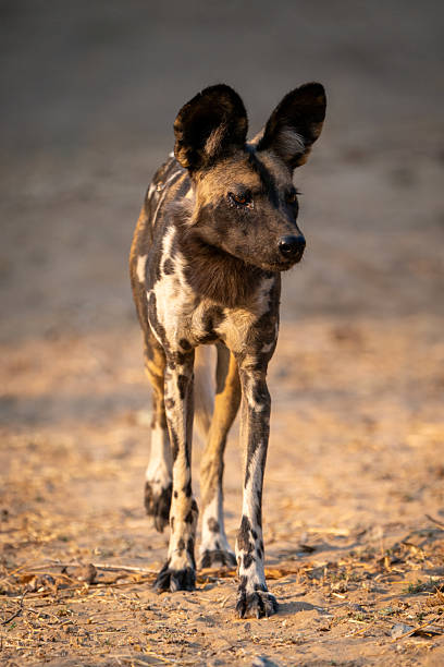 The Luangwa Valley has the largest population of African wild dogs in Zambia.