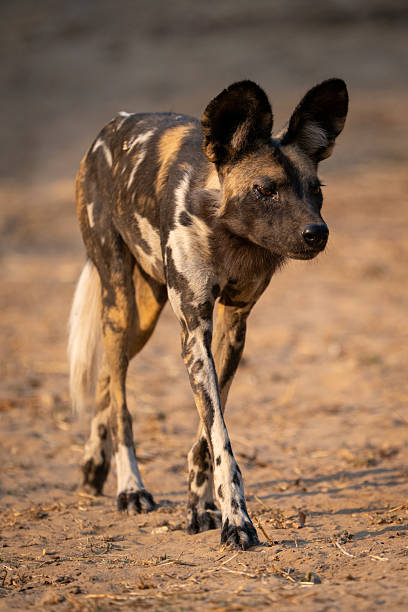 istock African wild dog walks on sandy plain 2215435383