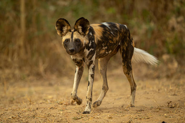 istock African wild dog walks past watching camera 2215435391
