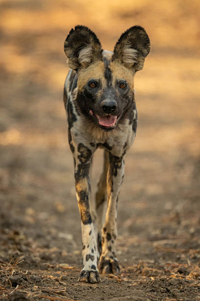 istock African wild dog with catchlights approaching camera 2215435400