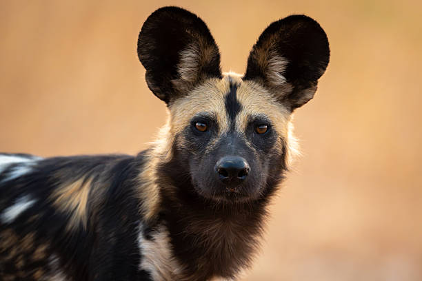 Close-up of African wild dog watching camera