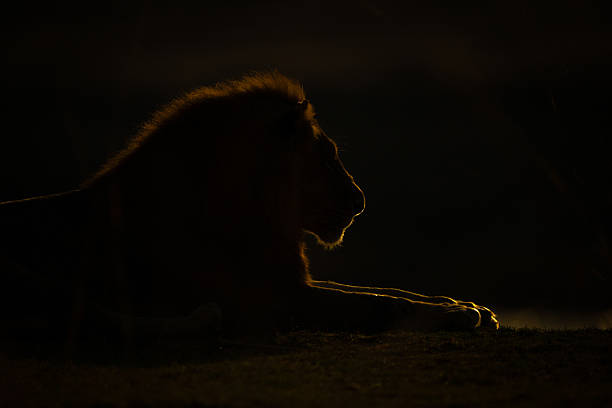 istock Close-up of backlit male lion on grass 2215436314