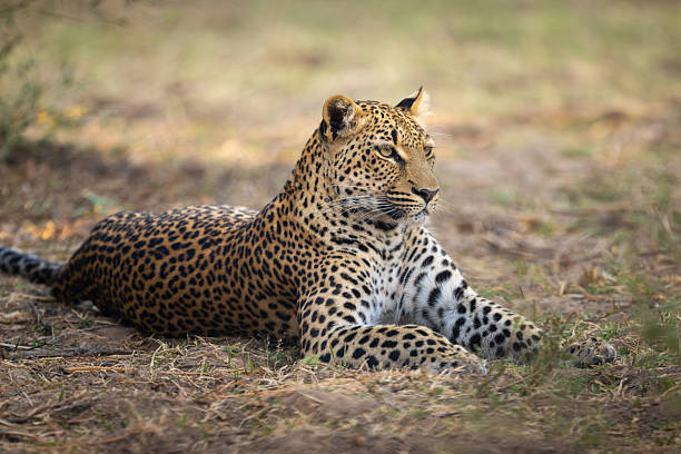 istock Close-up of female leopard lying on branches 2215436315