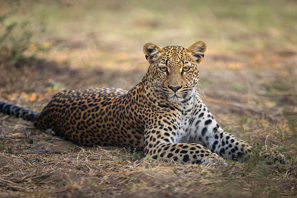 istock Close-up of female leopard lying watching camera 2215436347