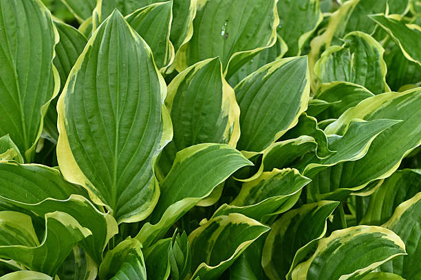 Hostas, aka plantain lilies, in a garden, spring