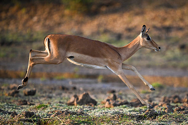 istock Female impala about to land big jump 2215436990