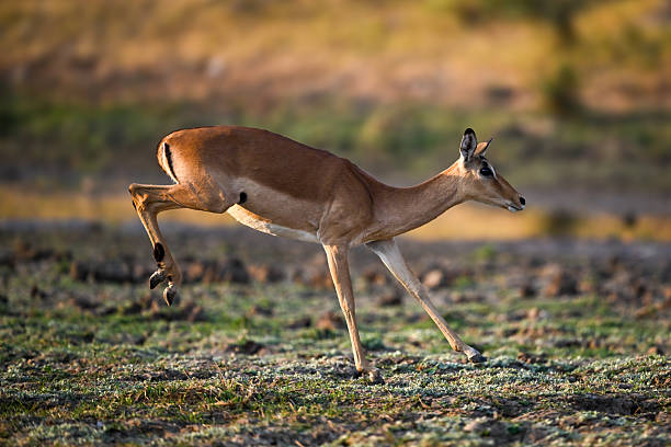 istock Female impala gallops across savanna in sunshine 2215437155