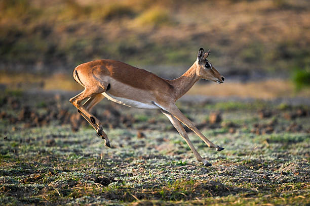 istock Female impala about to land on grass 2215437162