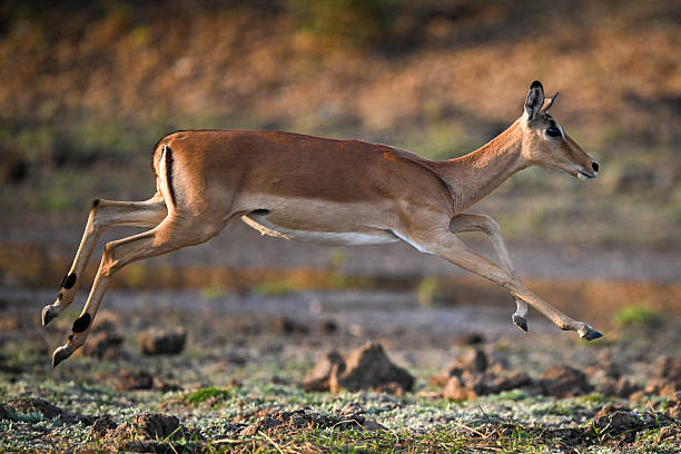 istock Female impala in mid-air jumping across plain 2215437210