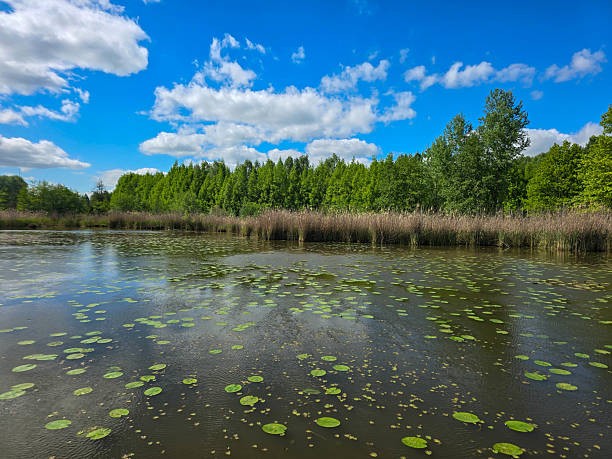 istock Sunlit Lake with Water Lilies Peaceful Nature Harmony 2215437624