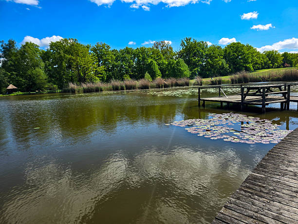 istock Sunlit Lake with Water Lilies Peaceful Nature Harmony 2215437741