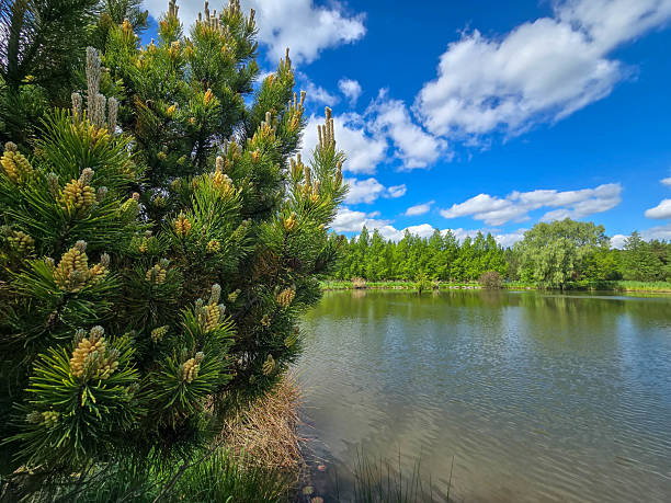 The pine branch has fallen in the lake.
