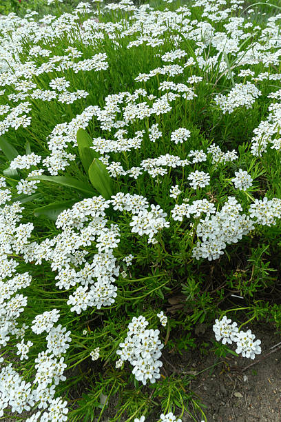 istock Delicate white Iberis flowers blanket the lush lawn, heralding spring's arrival. This charming perennial attracts pollinators and adds elegance to any garden landscape. 2215440853