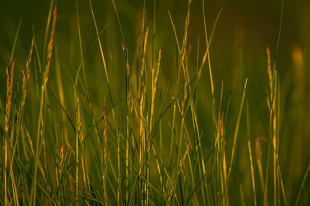 Color spring view in Orlicke mountains with green fresh forests and meadows in sunny evening