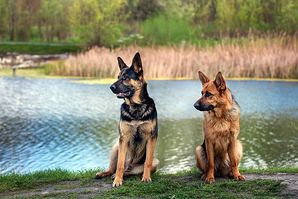 Two German Shepherd dogs sitting on green grass near a calm lake. Sunny spring day, beautiful natural background with water, reeds, and trees. Loyal and alert dogs enjoying the outdoors.