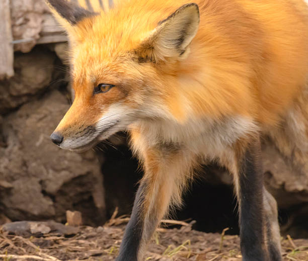istock Male Red Fox Looking Into The Distance 2215444266