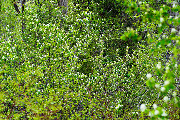 Lush Greenery and Blooming Serviceberry Bushes - Dense forest of blossoming bushes during the beginning of spring.