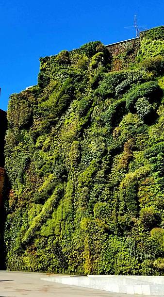 istock Vertical Garden Wall in Madrid 2215444469
