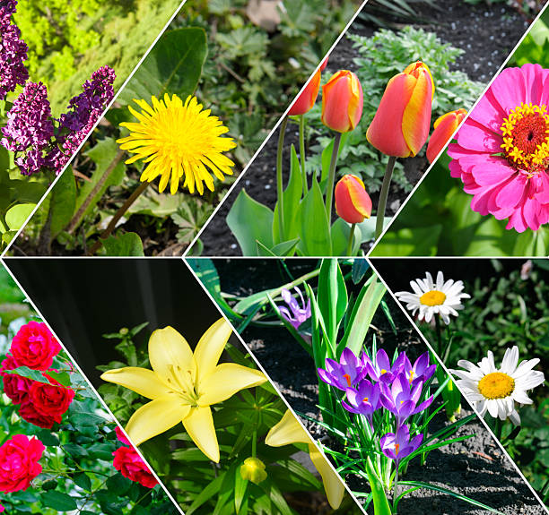 Colorful collage of flowers garden. Mosaic pattern.