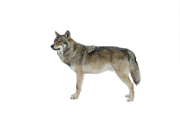 istock Standing gray wolf in winter isolated on white background. 2215447275