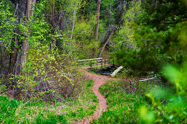A fallen tree trunk blocks a footpath through the forest floor covered with green and yellow plants. Section of the Billy Goat Trail near Carderock along the C&O Canal Towpath.