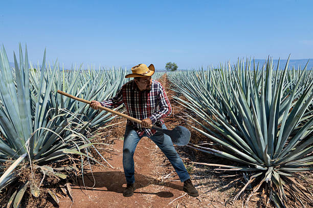 istock Jimador man working the field of agave industry 2215450077