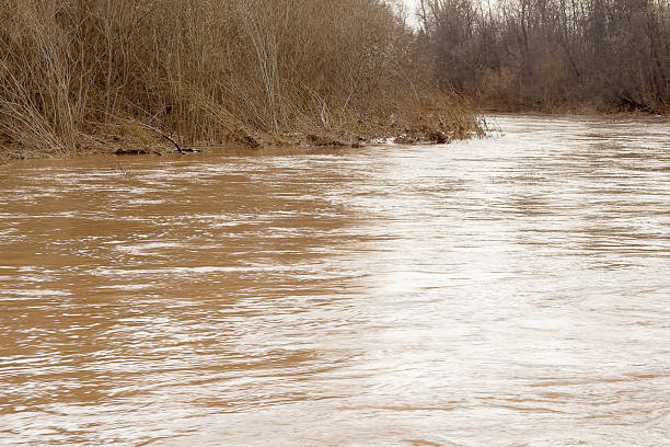 A river flowing through a beautiful spring forest during a flood, in cloudy weather