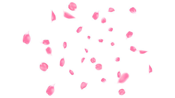 istock Celebration banner background with pink winding rose petal, anniversary, greeting illustration with fun explosion 2215453169