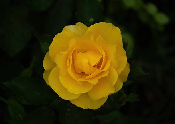 A vibrant yellow rose unfolds in delicate layers, kissed by raindrops and surrounded by deep green leaves—symbolizing joy, friendship, and new beginnings.