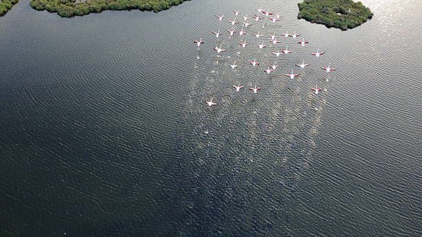 istock pink flamingos. , aerial shot 2215455909