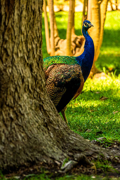 istock Majestic Peacock Partially Hidden Behind a Tree in a Lush Green Forest with Sunlit Grass and a Natural Woodland Backdrop 2215456571