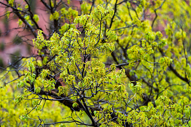 Close-up photo of green acorn blossoms blooming in spring