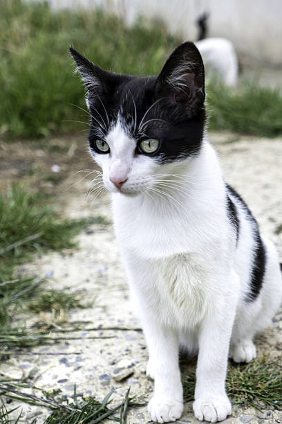 istock Stray cats in the street 2215459010