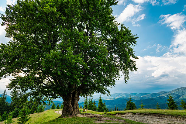 istock Tree with swing in mountains, summer idyllic landscape 2215459292